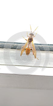 Hornet insect largest of the eusocial wasps similar in appearance to yellow jackets their sting is very painful to humans