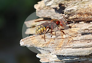 Hornet insect on a tree