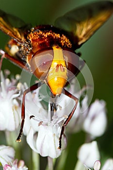 Hornet mimic hoverfly close up