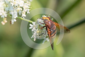 Hornet mimic hoverfly feeding on a flower