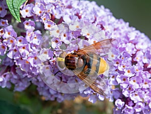 Hornet Mimic Hoverfly photo