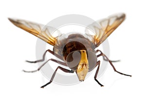 Hornet mimic hoverfly, Volucella zonaria photo