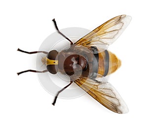 Hornet mimic hoverfly, Volucella zonaria photo