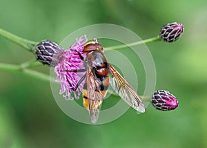 Hornet mimic Hoverfly - Volucella zonaria feeding.