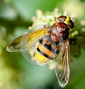 Hornet mimic hoverfly