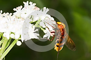 Hornet mimic hoverfly on a white flower / Volucell