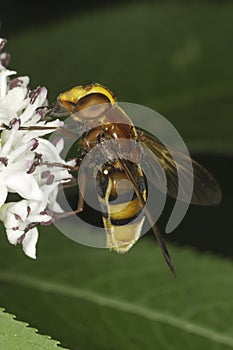 Hornet mimic hoverfly on a white flower / Volucella zonaria