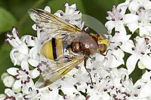 Hornet mimic hoverfly on a white flower / Volucella zonaria