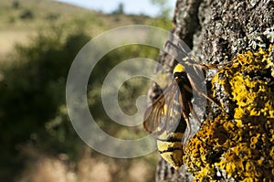 Hornet Moth Sesia apiformis,butterfly photo