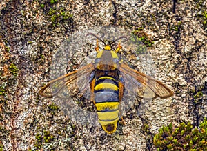 Hornet Moth - Sesia apiformis, mimicry, similarity to a hornet