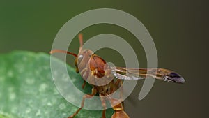 Hornet moves head, Macro insect Closeup.