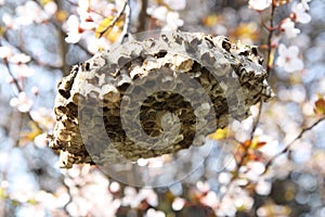 Hornet nest