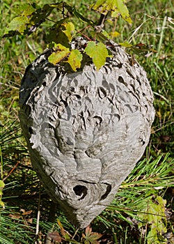 Hornet Nest