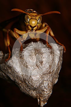 Hornet nest