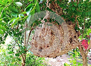 HORNET NEST