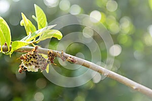 Hornet with nest on the branch of tree.