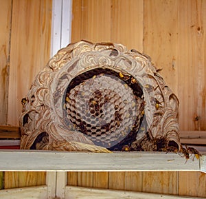Hornet nest from down