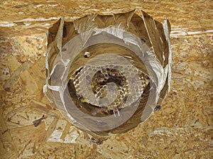 Hornet Nest Hive