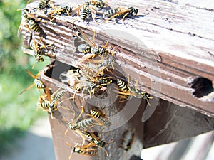 Hornet nest and hornets