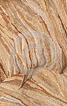 Hornet Nest Background