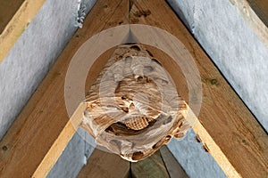 Hornet nest under a roof