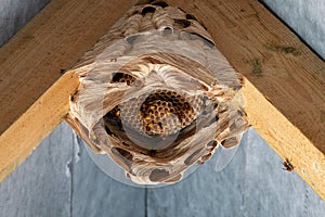 Hornet nest under a roof