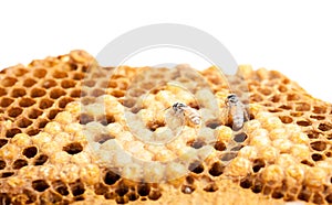 Hornet nest on white background