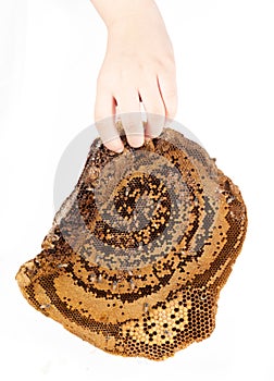 Hornet nest on white background