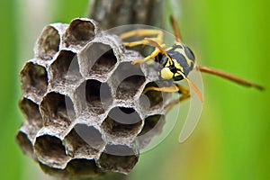 The hornet's nest