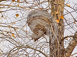 Hornet`s Nest in Cottonwood
