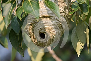 HORNET`S NEST , HANGING FROM A TREE photo