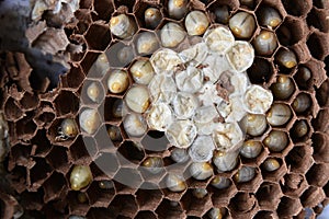 Hornet`s nest with larva. wasps` nest with larva