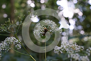 Hornet on the wild carrot flower in nature.