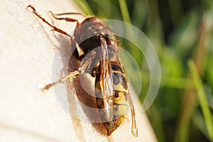 Hornet Sting detail macro photo with hairs on the spine