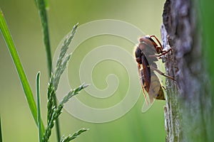 Hornet (vespa crabo)