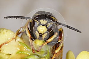 Hornet (Vespa crabro)