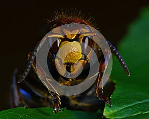 Hornet Vespa crabro, in extreme close up