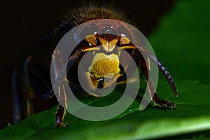 Hornet Vespa crabro, in extreme close up