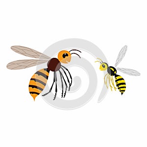 Hornet and wasp, differences. Vector illustration isolate.