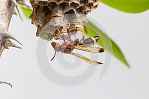 Hornet, or wasp on the nest, close up, hanging on the tree.