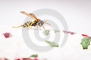 Hornet on a white tablecloth