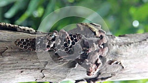 Hornets are building a nest.