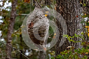 A Hornets nest