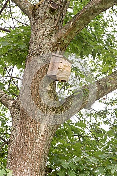 Hornets` nest build around birds nestbox