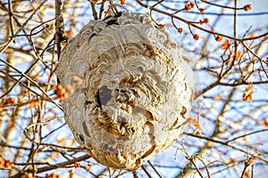 Hornets nest .
