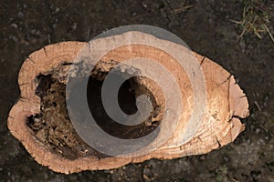 Hornets nest in the hollow of an old tree