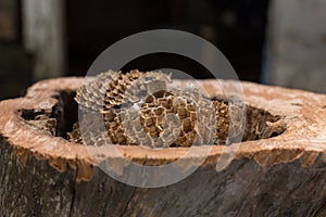 Hornets nest in the hollow of an old tree