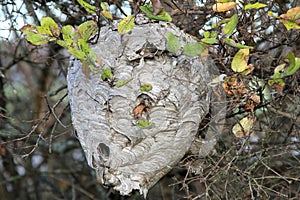 Hornets Nest in the Tree