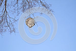 Hornets Nest in Late Autumn