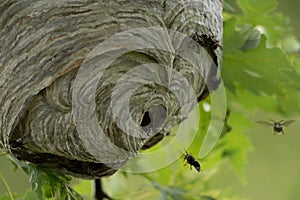 Hornets Nest in Maple Tree